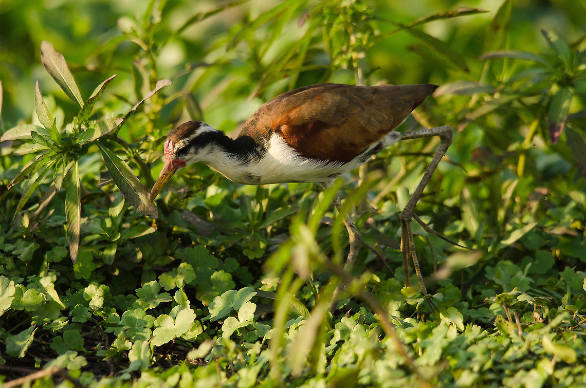 Immature Wattled Jacana A young Jacana walks the wetlands of the Pantanal in search of small prey. Birds,Brazil,Jacana jacana,Pantanal,Wattled Jacana