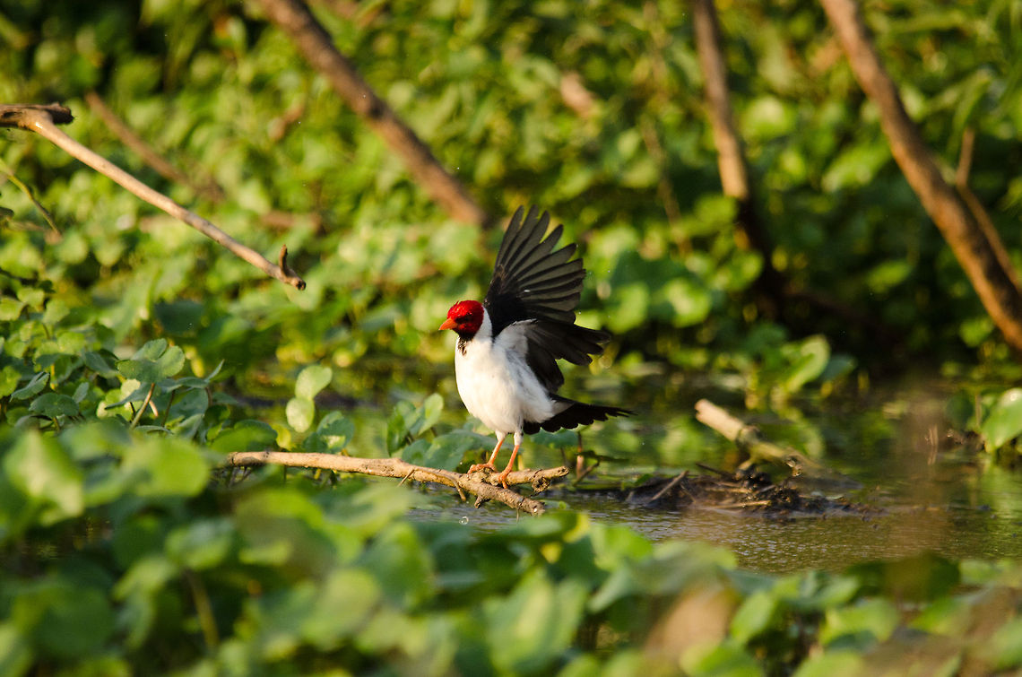Yellow-billed Cardinal ready for takeoff Tiny but beatiful, this little Yellow-billed Cardinal (shouldn&#039;t it be called red-headed?) is about to takeoff from the swamps of the Pantanal. Brazil,Pantanal,Paroaria capitata,Yellow-billed Cardinal,birds