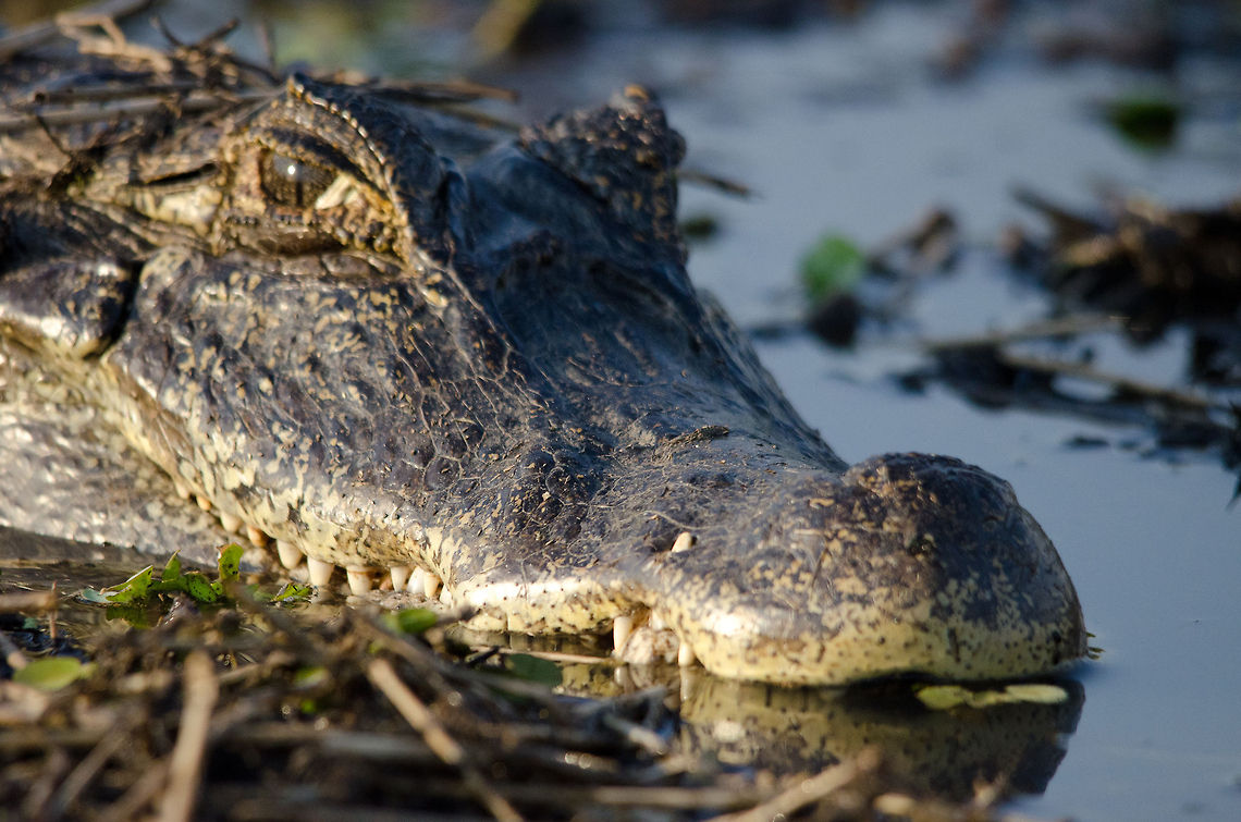Caiman up close in the Pantanal 10 million Caiman in the Pantanal, that means you'll find one around every corner, luring at you. Brazil,Caiman,Caiman yacare,Pantanal,Reptiles,Yacare caiman