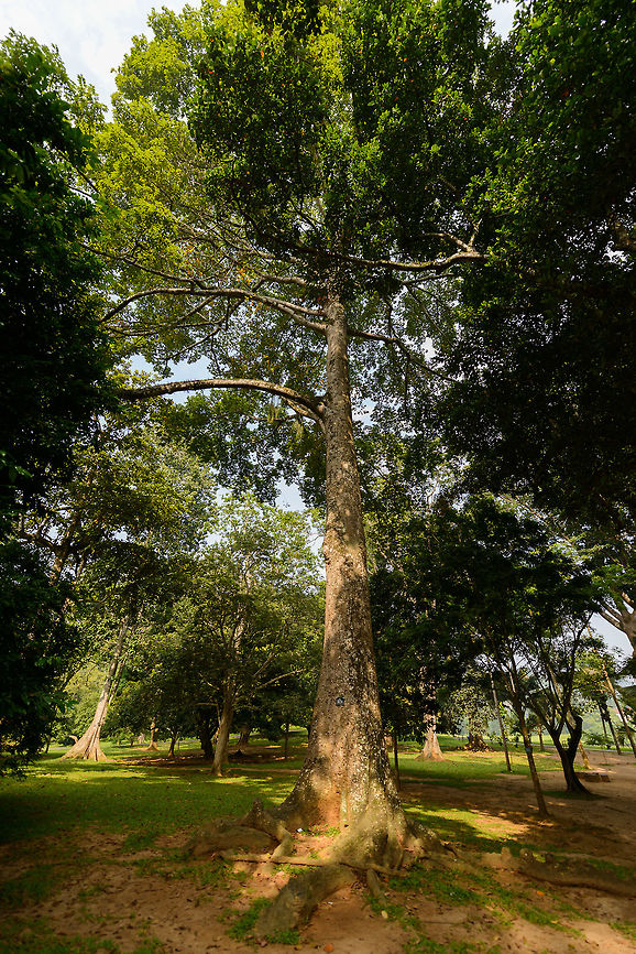 Antiaris, Kandy Botanical Garden, Sri Lanka Trees, often overlooked and hard to photograph. During a free morning in the city of Kandy, we took a visit to the botanical gardens. It is centuries old and has an impressive array of trees from all over the world. A good opportunity to use my 14-24mm wide angle, which really is required to fit these trees in the frame.  Antiaris,Antiaris toxicaria,Asia,Kandy,Sri Lanka