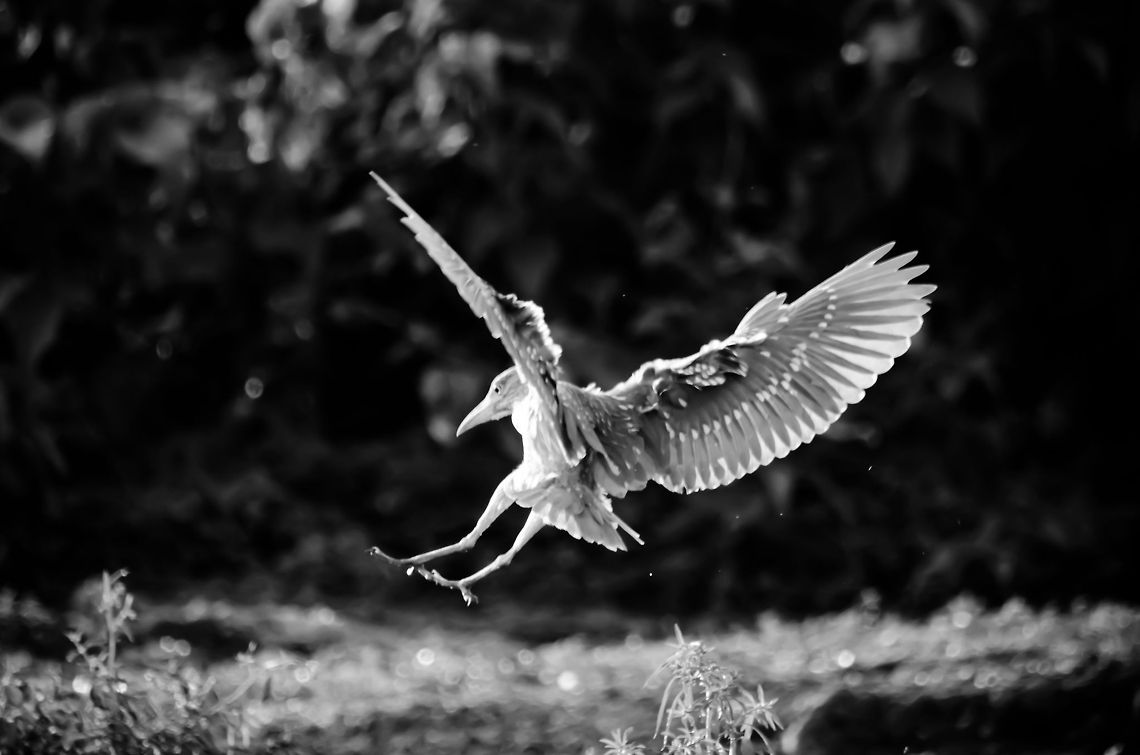 Black Crowned Night Heron Black Crowned Night Heron strikes with an attack in the Pantanal. Birds,Black Crowned Night Heron,Brazil,Heron,Pantanal