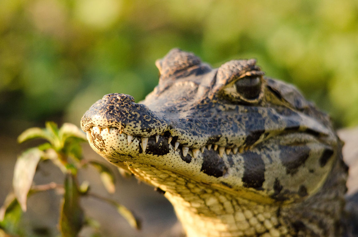 Young Caiman closeup Closeup of a small (young?) Caiman in the Pantanal. Brazil,Caiman,Caiman yacare,Pantanal,Reptiles,Yacare caiman