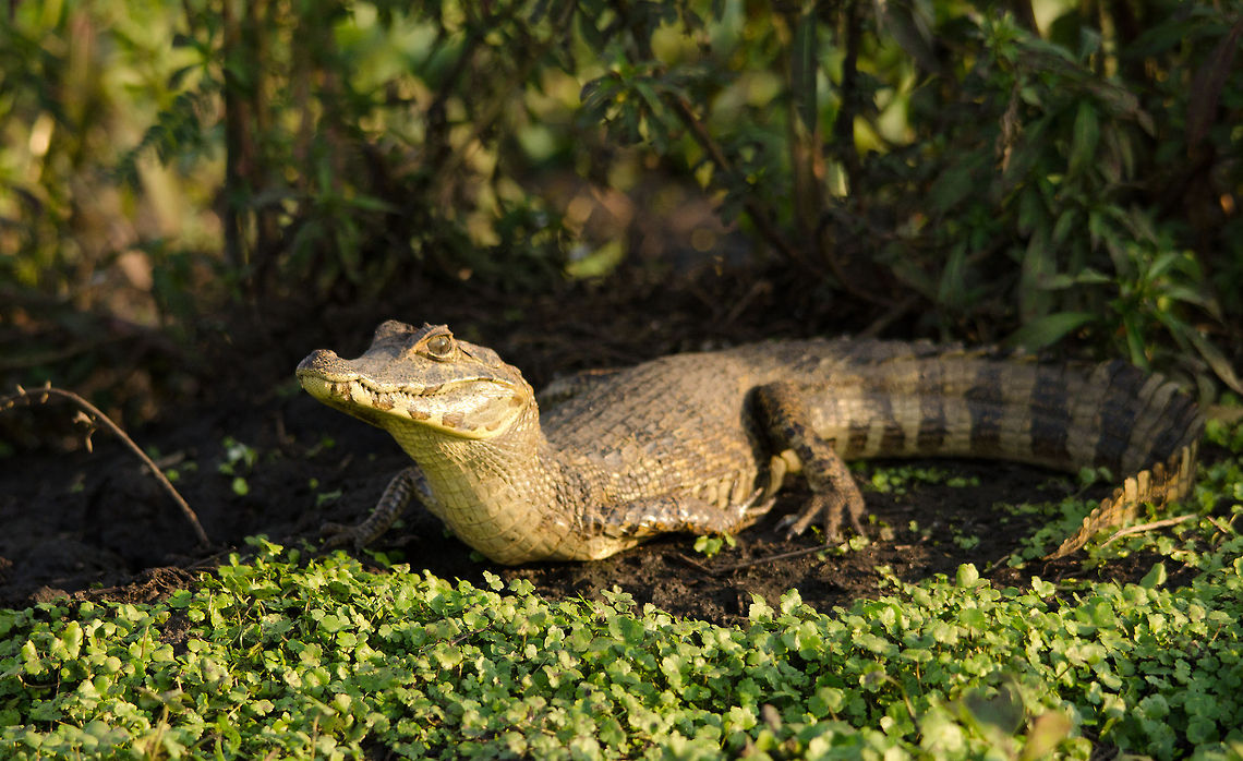 Caiman in the shadows Full body shot of a young Caiman at the Pantanal. Brazil,Caiman,Caiman yacare,Pantanal,Reptiles,Yacare caiman