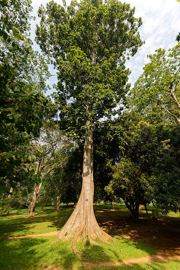 Buddha Coconut (Sterculia alata), Kandy, Sri Lanka Found in the Botanical Gardens of Kandy, Sri Lanka. Asia,Buddha Coconut,Fall,Geotagged,Kandy,Sri Lanka,Sterculia alata