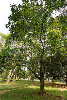 Rambutan tree, Kandy, Sri Lanka Native to Malaysia, but found in the botanical gardens of Kandy, a great park that has hundreds of tropical trees from all over the world. This tree is a popular for its Rambutan fruit all over SE Asia. Asia,Fall,Geotagged,Kandy,Nephelium lappaceum,Rambutan,Sri Lanka