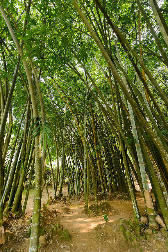 Giant Bamboo (Dragon Bamboo), Kandy, Sri Lanka According to the sign, the world's tallest known bamboo, growing up 90 to 130 ft with a diameter of 10 inches, with a maximum growth rate of 1 ft per day. 1 ft per day, if I would have the time, I'd totally make a time-lapse video of that! Asia,Dendrocalamus giganteus,Fall,Geotagged,Kandy,Sri Lanka