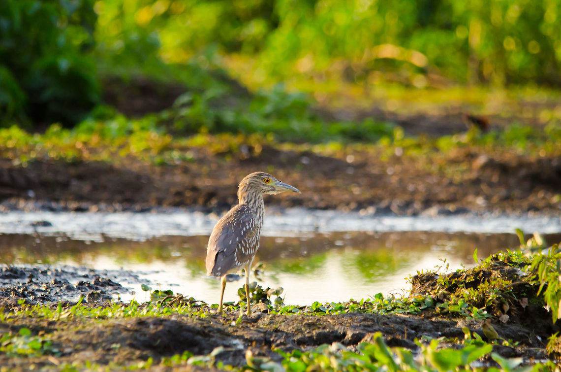 Black Crowned Night Heron (Juvenile) A juvenile Black Crowned Night Heron in the Pantanal. Birds,Black Crowned Night Heron,Brazil,Heron,Nycticorax nycticorax,Pantanal