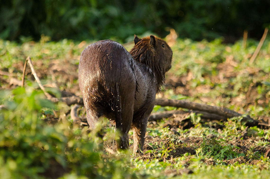 Capybara (Hydrochoerus hydrochaeris) After a day or two in the Pantanal, we were used to the Caiman being no direct harm to us. So we were floating in our boat, engines shut down, right in the middle of a swamp pool with many Caiman within touching distance. For minutes there was absolute silence as we enjoyed the overwhelming amount of wildlife we spotted. Until this silence was abrupted by an enormous splash. Our hearts skipped a few beats, expecting to be under attack by a Caiman. <br />
<br />
But it was this Capybara, the largest rodent in the world, coming out of the water. It can stay under water for 5 minutes and it does not fear Caiman at all. Brazil,Hydrochoerus hydrochaeris,Pantanal,Rodents,capybara