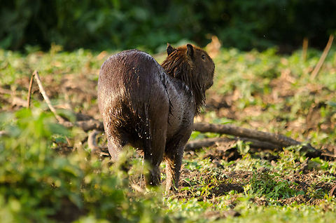 Capybara (Hydrochoerus hydrochaeris) After a day or two in the Pantanal, we were used to the Caiman being no direct harm to us. So we were floating in our boat, engines shut down, right in the middle of a swamp pool with many Caiman within touching distance. For minutes there was absolute silence as we enjoyed the overwhelming amount of wildlife we spotted. Until this silence was abrupted by an enormous splash. Our hearts skipped a few beats, expecting to be under attack by a Caiman. 

But it was this Capybara, the largest rodent in the world, coming out of the water. It can stay under water for 5 minutes and it does not fear Caiman at all.  Brazil,Hydrochoerus hydrochaeris,Pantanal,Rodents,capybara
