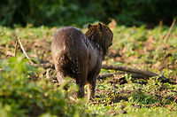 Capybara (Hydrochoerus hydrochaeris) After a day or two in the Pantanal, we were used to the Caiman being no direct harm to us. So we were floating in our boat, engines shut down, right in the middle of a swamp pool with many Caiman within touching distance. For minutes there was absolute silence as we enjoyed the overwhelming amount of wildlife we spotted. Until this silence was abrupted by an enormous splash. Our hearts skipped a few beats, expecting to be under attack by a Caiman. <br />
<br />
But it was this Capybara, the largest rodent in the world, coming out of the water. It can stay under water for 5 minutes and it does not fear Caiman at all.  Brazil,Hydrochoerus hydrochaeris,Pantanal,Rodents,capybara