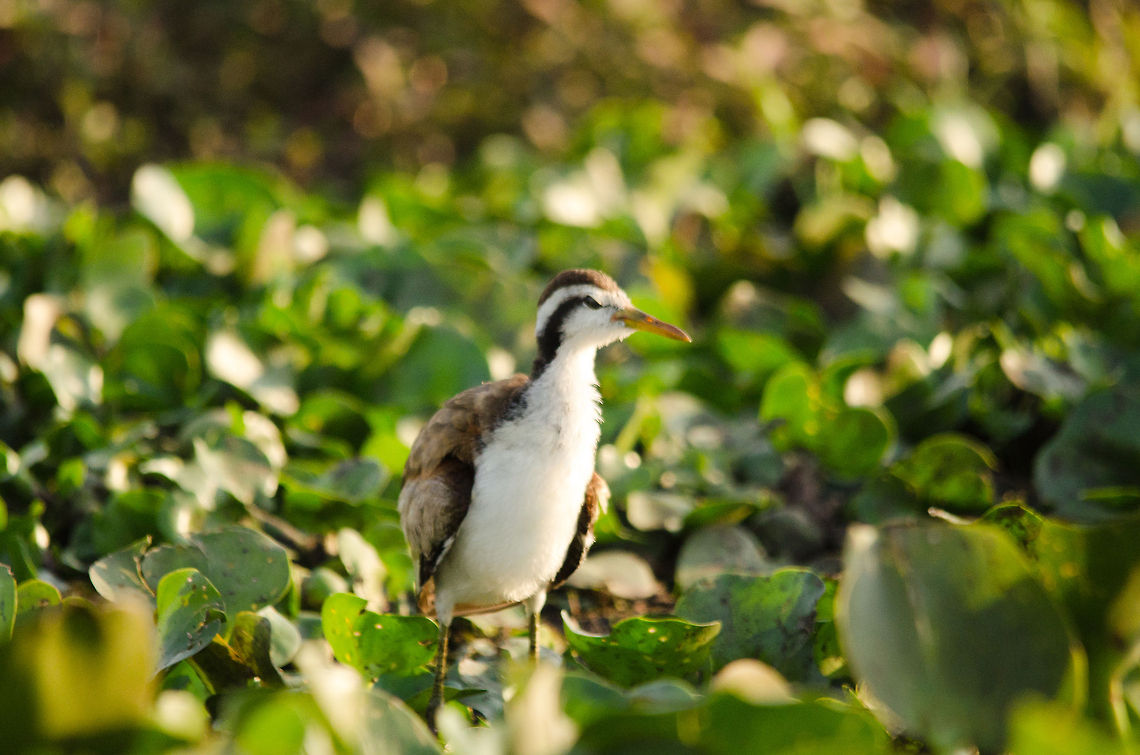 Juvenile Jacana An Agry Bird, this Juvenile Jacana is.  Birds,Brazil,Jacana jacana,Juvenile Jacana,Pantanal,Wattled Jacana