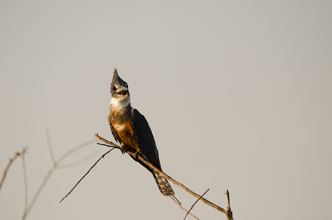 Ringed Kingfisher in the Pantanal This Ringed Kingfisher is in a good mood as it finds itself in food paradise: the Pantanal during the dry season. Birds,Brazil,Kingfisher,Megaceryle torquata,Pantanal,Ringed Kingfisher