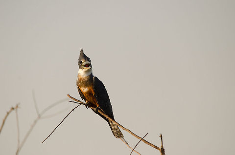 Ringed Kingfisher in the Pantanal This Ringed Kingfisher is in a good mood as it finds itself in food paradise: the Pantanal during the dry season. Birds,Brazil,Kingfisher,Megaceryle torquata,Pantanal,Ringed Kingfisher
