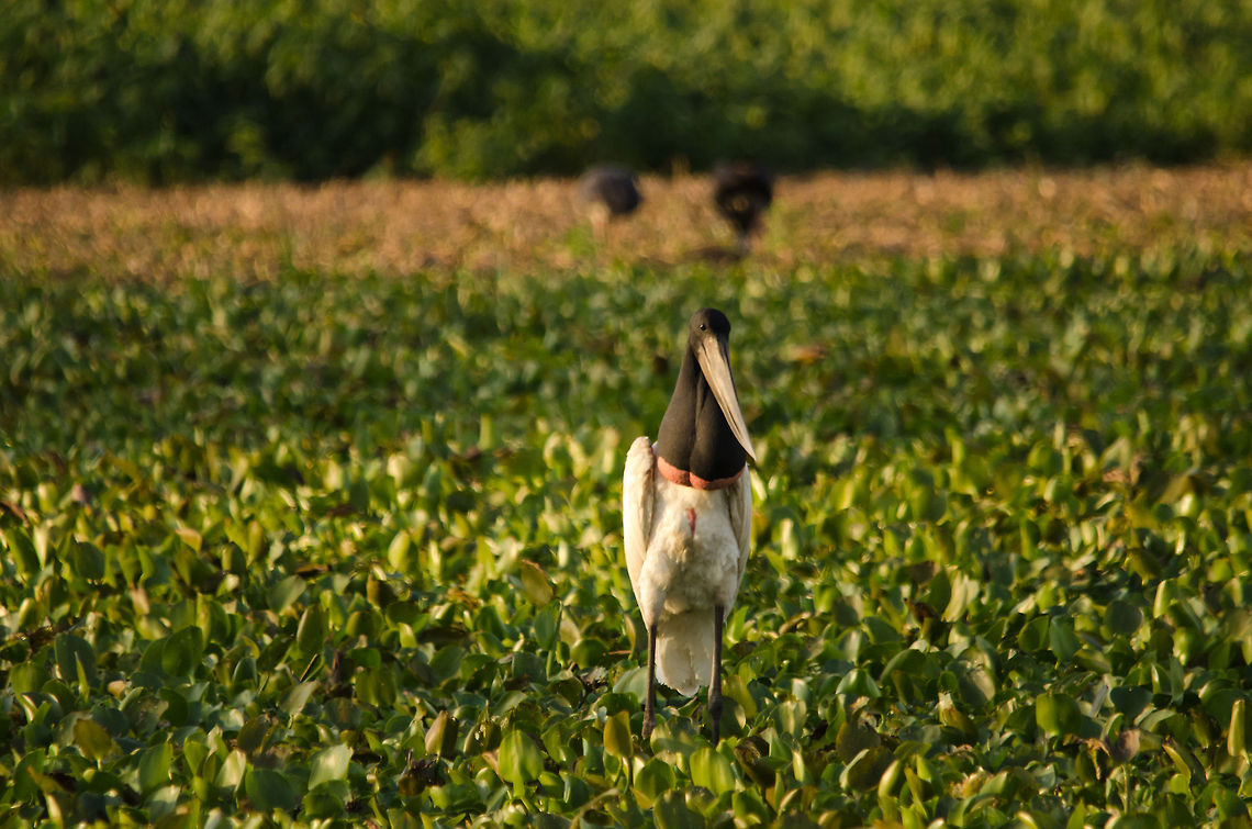 Jabiru Stork in the Pantanal swamp This is the Pantanal during the dry season, where there are little pockets of water left, concentrating all the fish that remains. An easy catch for many water birds. There is little competition between animals, since food is plentiful. Birds,Brazil,Jabiru,Pantanal,Stork