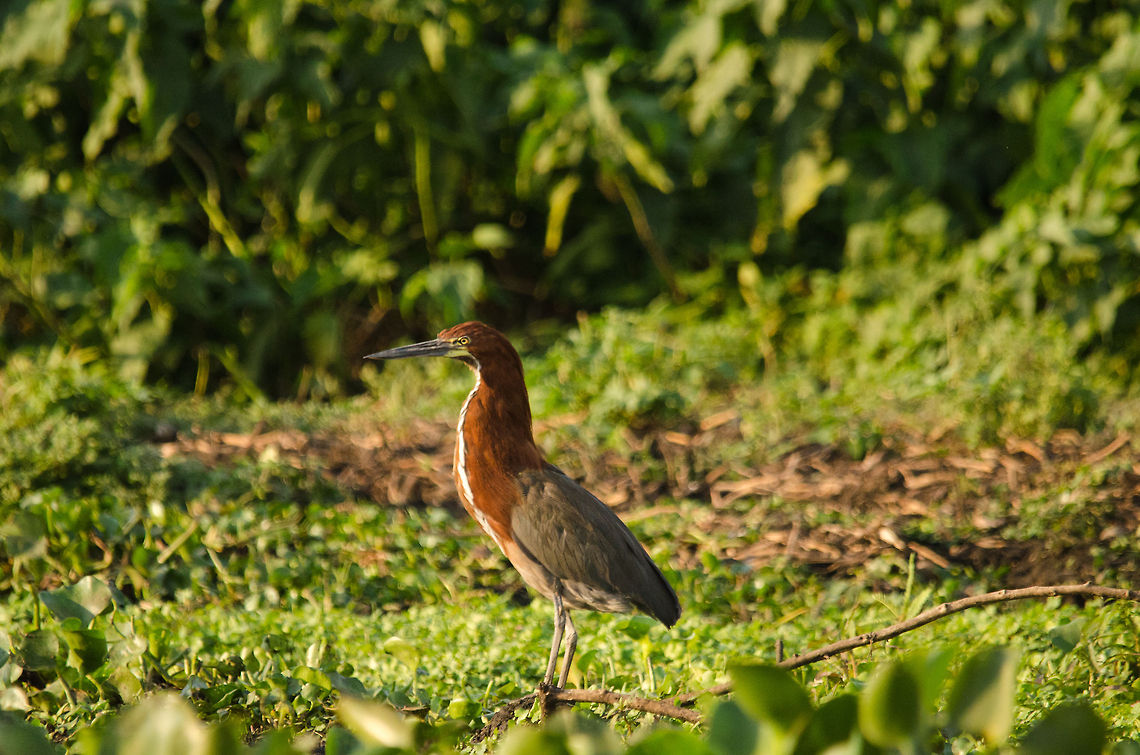 Adult Rufescent Tiger Heron Adult Rufescent Tiger Heron Birds,Brazil,Heron,Pantanal,Rufescent Tiger Heron,Tigrisoma lineatum