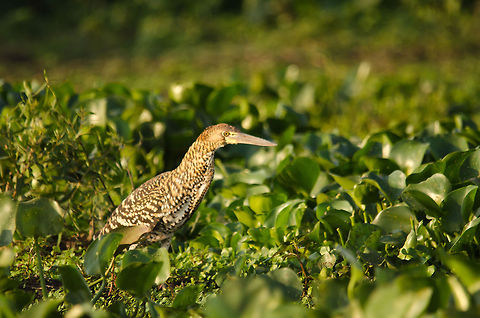 Juvenile Rufescent Tiger Heron Juvenile Rufescent Tiger Heron Birds,Brazil,Heron,Pantanal,Rufescent Tiger Heron,Tigrisoma lineatum