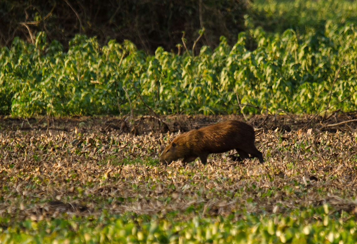 Capybara sniffing whilst running A hasty Capybara sniffs the ground whilst running in the Pantanal area. Brazil,Capybara,Hydrochoerus hydrochaeris,Pantanal,Rodents