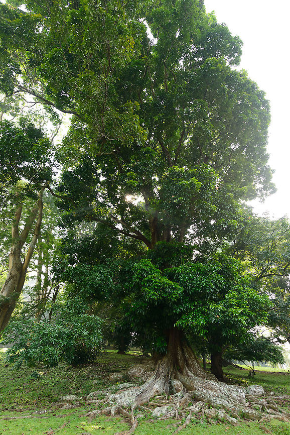Sand Mora (Mora excelsa), Kandy, Sri Lanka Captured in the botanical gardens of Kandy, Sri Lanka. Not a great photo, but a species introduction. This tree does not naturally occur in Sri Lanka. Asia,Fall,Geotagged,Kandy,Mora excelsa,Sand Mora,Sri Lanka