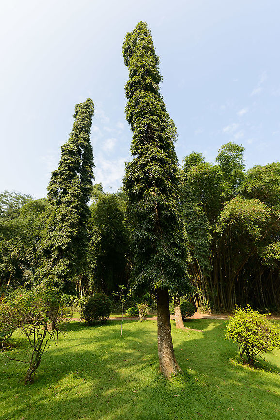Asopalav Tree (Polyalthia longifolia), Kandy, Sri Lanka  Asia,Asopalav Tree,Kandy,Polyalthia longifolia,Sri Lanka