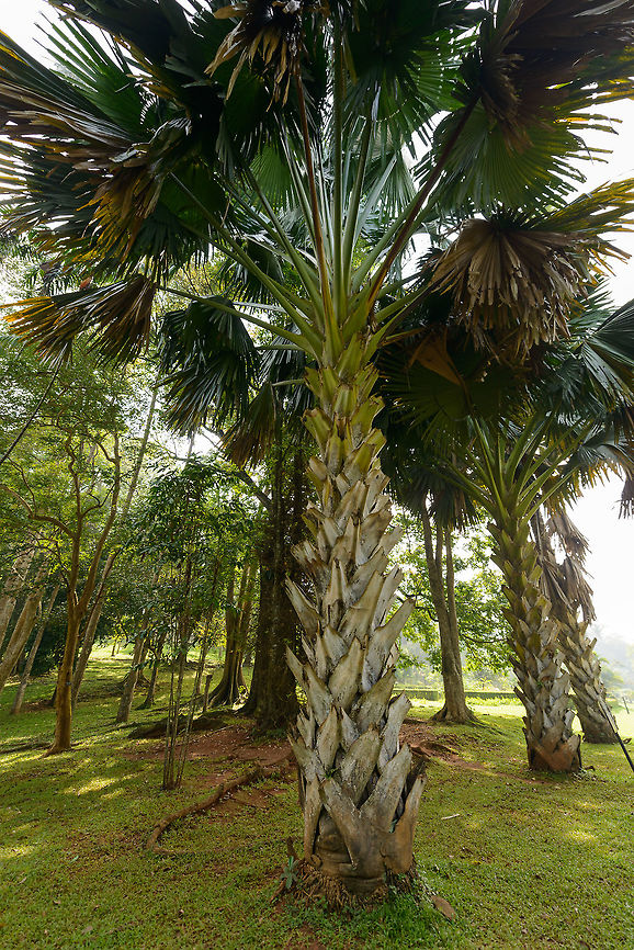 Talipot palm, Kandy Botanical Garden, Sri Lanka This species is one of the largest palm trees in the world.  Asia,Corypha umbraculifera,Kandy,Sri Lanka,Talipot palm