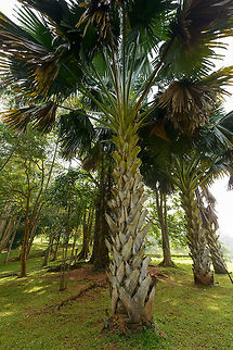 Talipot palm, Kandy Botanical Garden, Sri Lanka This species is one of the largest palm trees in the world. Asia,Corypha umbraculifera,Kandy,Sri Lanka,Talipot palm