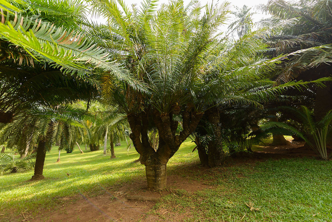 Cycas nathorstii, Kandy Botanical Garden, Sri Lanka  Asia,Cycas nathorstii,Fall,Geotagged,Kandy,Sri Lanka