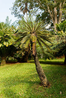 Fern Palm (Cycas revoluta), Kandy botanical garden, Sri Lanka  Asia,Cycas revoluta,Fall,Geotagged,Kandy,Sago Palm,Sri Lanka