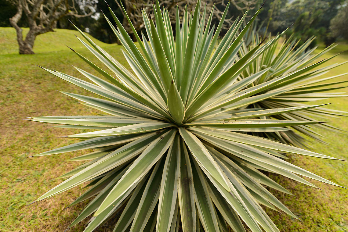 Caribbean Agave, Kandy Botanical Garden, Sri Lanka  Agave angustifolia,Asia,Fall,Geotagged,Kandy,Sri Lanka