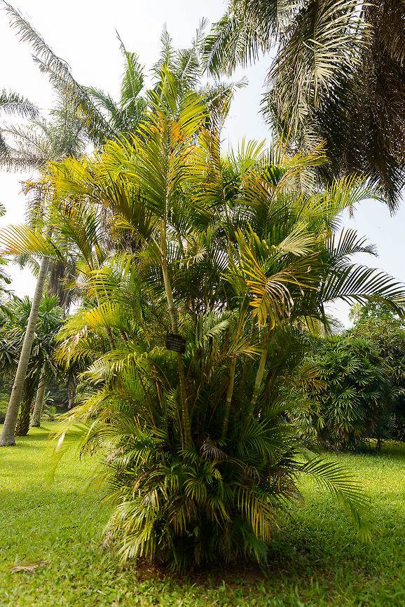 Cane Palm (chrysalidocarpus lutescens), Kandy botanical garden, Sri Lanka A palm tree with many, many common names. Asia,Butterfly Palm,Dypsis lutescens,Fall,Geotagged,Kandy,Sri Lanka