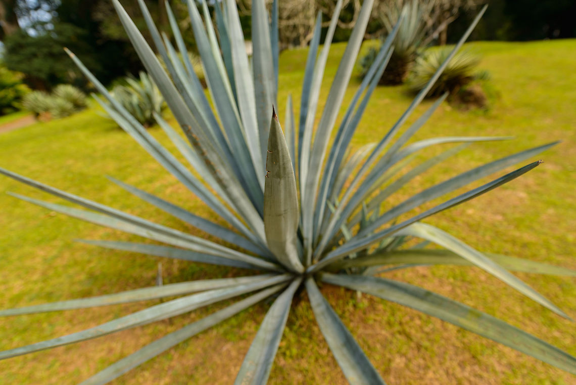 Agave tequilana, Kandy botanical Garden, Sri Lanka This plant has caused many people a headache. Agave tequilana,Asia,Fall,Geotagged,Kandy,Sri Lanka,Tequila agave