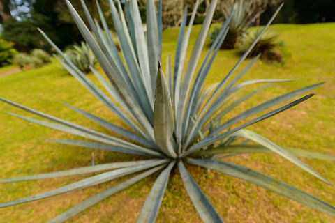 Agave tequilana, Kandy botanical Garden, Sri Lanka This plant has caused many people a headache. Agave tequilana,Asia,Fall,Geotagged,Kandy,Sri Lanka,Tequila agave