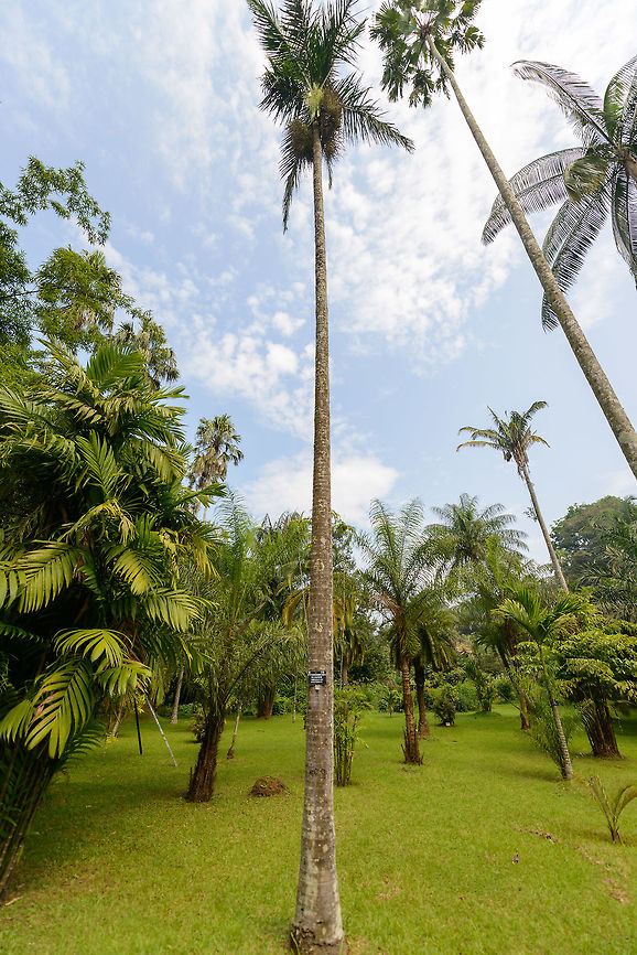 Solitaire palm, Kandy Botanical Garden, Sri Lanka  Asia,Fall,Geotagged,Kandy,Ptychosperma elegans,Sri Lanka