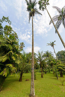 Ptychosperma elegans