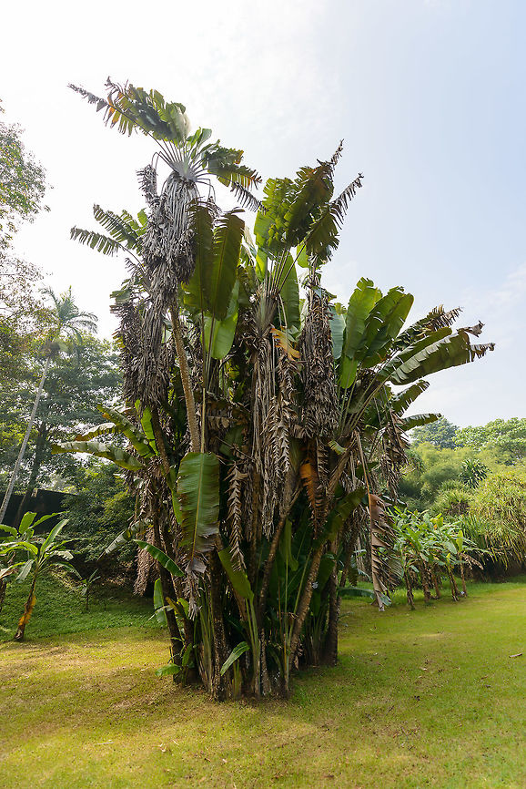 Traveller's palm, Kandy Botanical Garden, Sri Lanka A palm originally from Madagascar. This one looks messy but is quite huge, I'd estimate it at 12-15m. Asia,Fall,Geotagged,Kandy,Ravenala madagascariensis,Sri Lanka,Travellers palm