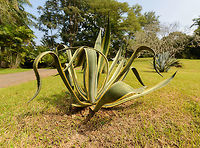 Century plant, Kandy botanical garden, Sri Lanka This plant (which doesn't really live for a century) is appreciated for its decorative value when fully grown. This giant specimen demonstrates it well.  Agave americana,Asia,Century plant or maguey,Fall,Geotagged,Kandy,Sri Lanka