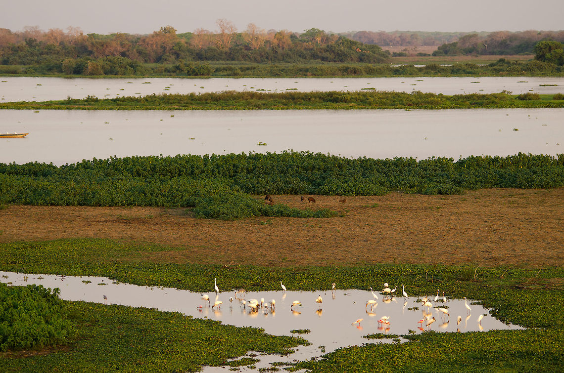 Pantanal landscape This was one of the wetter areas when we visited the Pantanal during the dry season. In the foreground is a group of Spoonbills and Herons. Brazil,Landscapes,Pantanal,Platalea ajaja,Roseate Spoonbill
