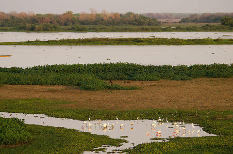 Pantanal landscape This was one of the wetter areas when we visited the Pantanal during the dry season. In the foreground is a group of Spoonbills and Herons. Brazil,Landscapes,Pantanal,Platalea ajaja,Roseate Spoonbill