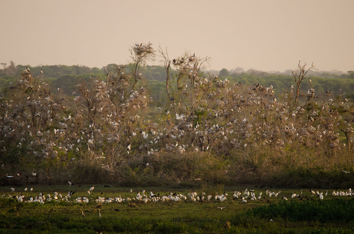 Pantanal water bird colony This bush was captured from a bird tower in the Pantanal. It is isolated by water on all sides, making it a safe harbour for the nesting of tens of thousands of Storks, Spoonbills and Egrets. Birds,Brazil,Jabiru,Jabiru mycteria,Landscapes,Pantanal