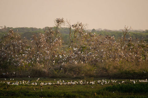 Pantanal water bird colony This bush was captured from a bird tower in the Pantanal. It is isolated by water on all sides, making it a safe harbour for the nesting of tens of thousands of Storks, Spoonbills and Egrets. Birds,Brazil,Jabiru,Jabiru mycteria,Landscapes,Pantanal