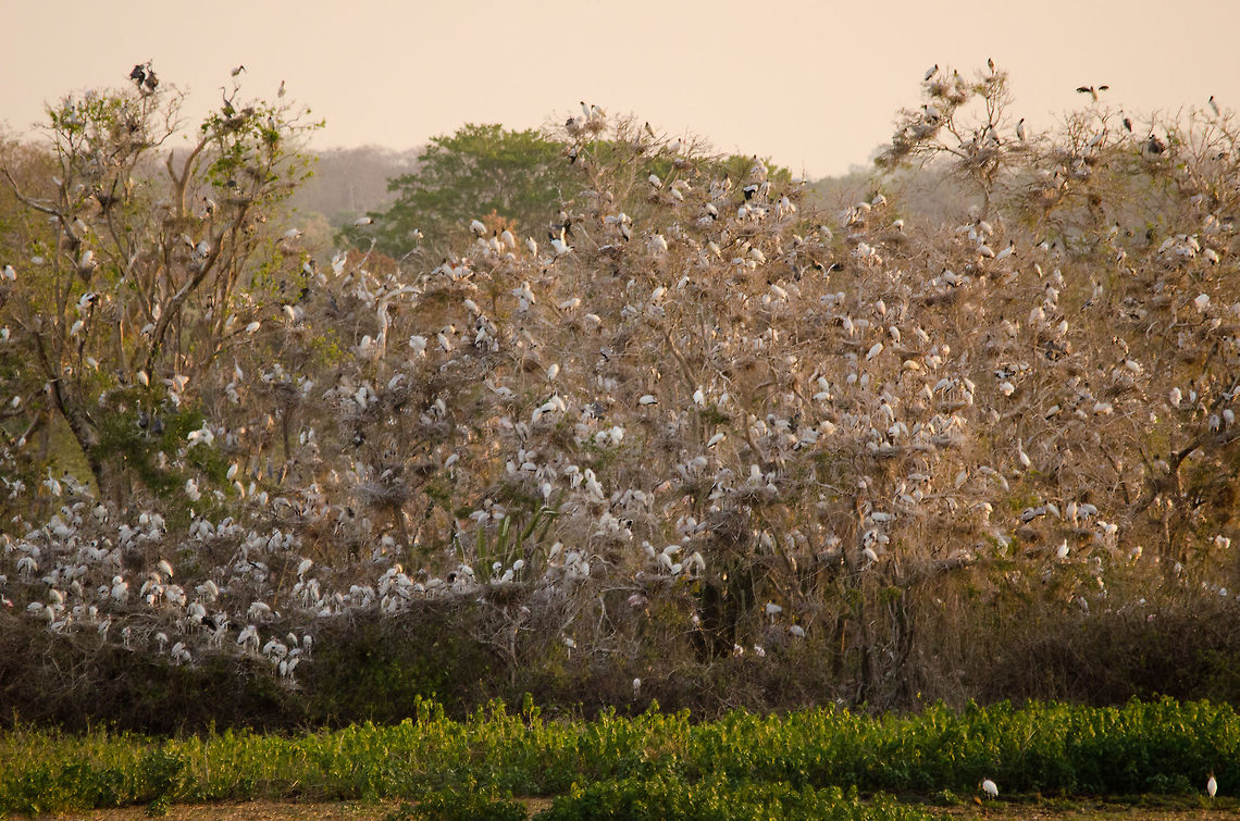 Pantanal bird colony closeup This is as close as I could get with 500mm from the bird tower. These bushes are crowded with tens of thousands of Egrets, Spoonbills and Storks. Birds,Brazil,Jabiru,Jabiru mycteria,Landscapes,Pantanal