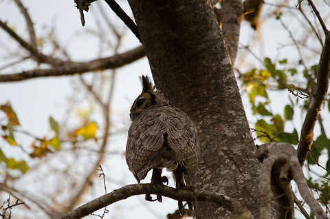 Great Horned Owl (Bubo virginianus) As much as I tried, this Great Horned Owl only wanted to give me his bottom view :( Brazil,Bubo virginianus,Great Horned Owl,Pantanal,birds