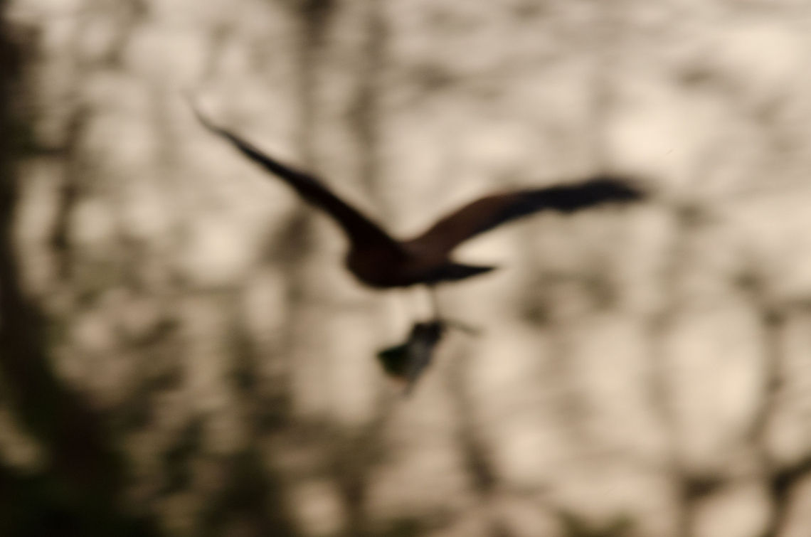 Savannah Hawk catches a Piranha Highly blurred so let&#039;s imagine I meant to do this as an expression of impressionism :)<br />
<br />
This is a Savannah Hawk flying away with its fresh prey, a red-bellied Piranha. Birds,Brazil,Hawk,Pantanal,Piranha