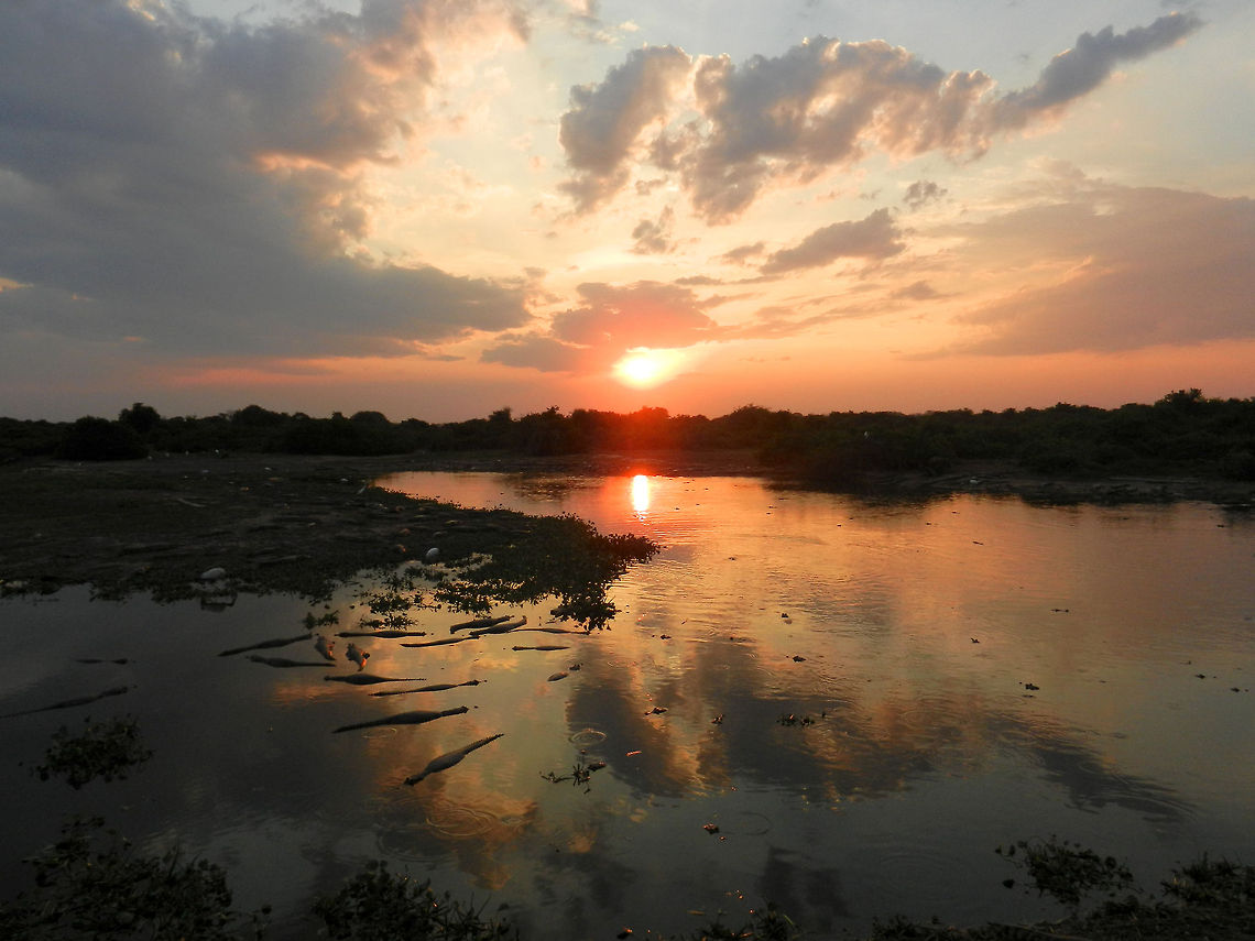 Pantanal sunset Sunset view of a small pond in the Pantanal, filled with Caiman (the &quot;stripes&quot; on the left). Black caiman,Brazil,Caiman yacare,Landscapes,Melanosuchus niger,Pantanal,Sunset,Yacare caiman