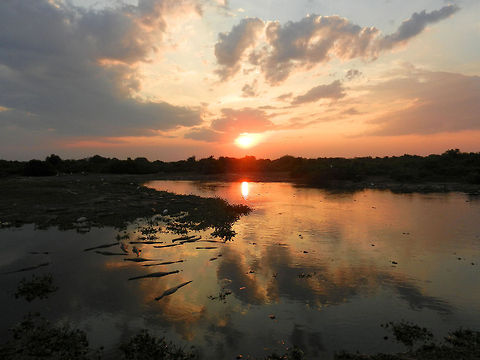 Pantanal sunset Sunset view of a small pond in the Pantanal, filled with Caiman (the "stripes" on the left). Black caiman,Brazil,Caiman yacare,Landscapes,Melanosuchus niger,Pantanal,Sunset,Yacare caiman