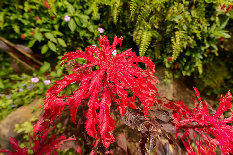 Red-leafed plant, Kandy Botanical Garden, Sri Lanka Amaranthus tricolor,Asia,Kandy,Sri Lanka