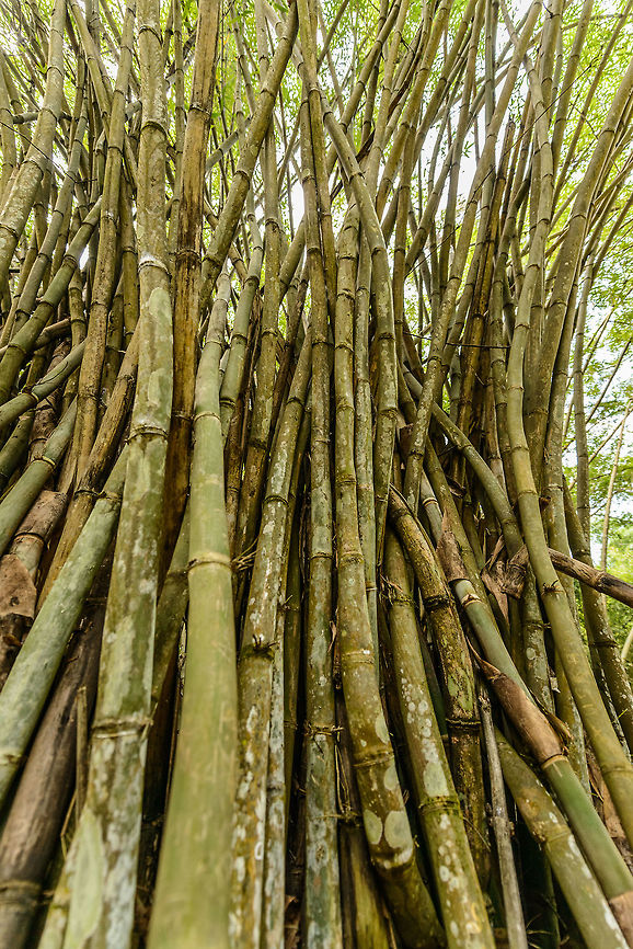 Dragon Bamboo - Frog perspective Some of the largest bamboo in the world, this cluster found in the royal botanical garden of Kandy, Sri Lanka. Asia,Dendrocalamus giganteus,Dragon Bamboo,Kandy,Sri Lanka