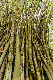 Dragon Bamboo - Frog perspective Some of the largest bamboo in the world, this cluster found in the royal botanical garden of Kandy, Sri Lanka. Asia,Dendrocalamus giganteus,Dragon Bamboo,Kandy,Sri Lanka