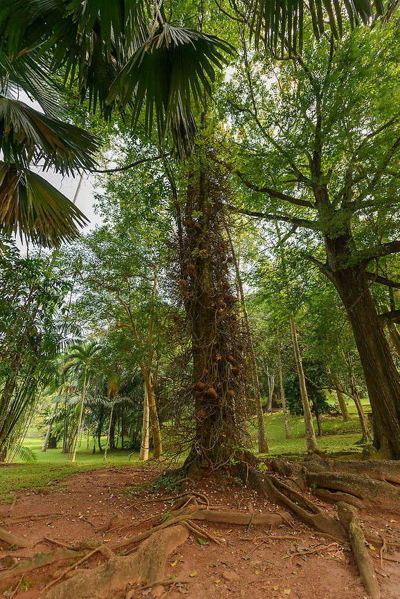 Cannonball Tree - Kandy botanical garden, Sri Lanka Not native to Sri Lanka, but cultivated. Asia,Couroupita guianensis,Kandy,Sri Lanka