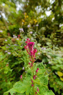 Plumed cockscomb, Royal Botanical Garden Kandy, Sri Lanka I'm reasonably sure about the ID, but feel free to correct. Asia,Celosia argentea,Kandy,Sri Lanka