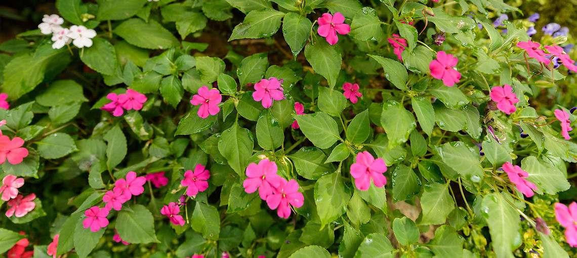 Plant with green leafs and bright pink flowers, Kandy, Sri Lanka  Asia,Busy Lizzy,Impatiens walleriana,Kandy,Sri Lanka